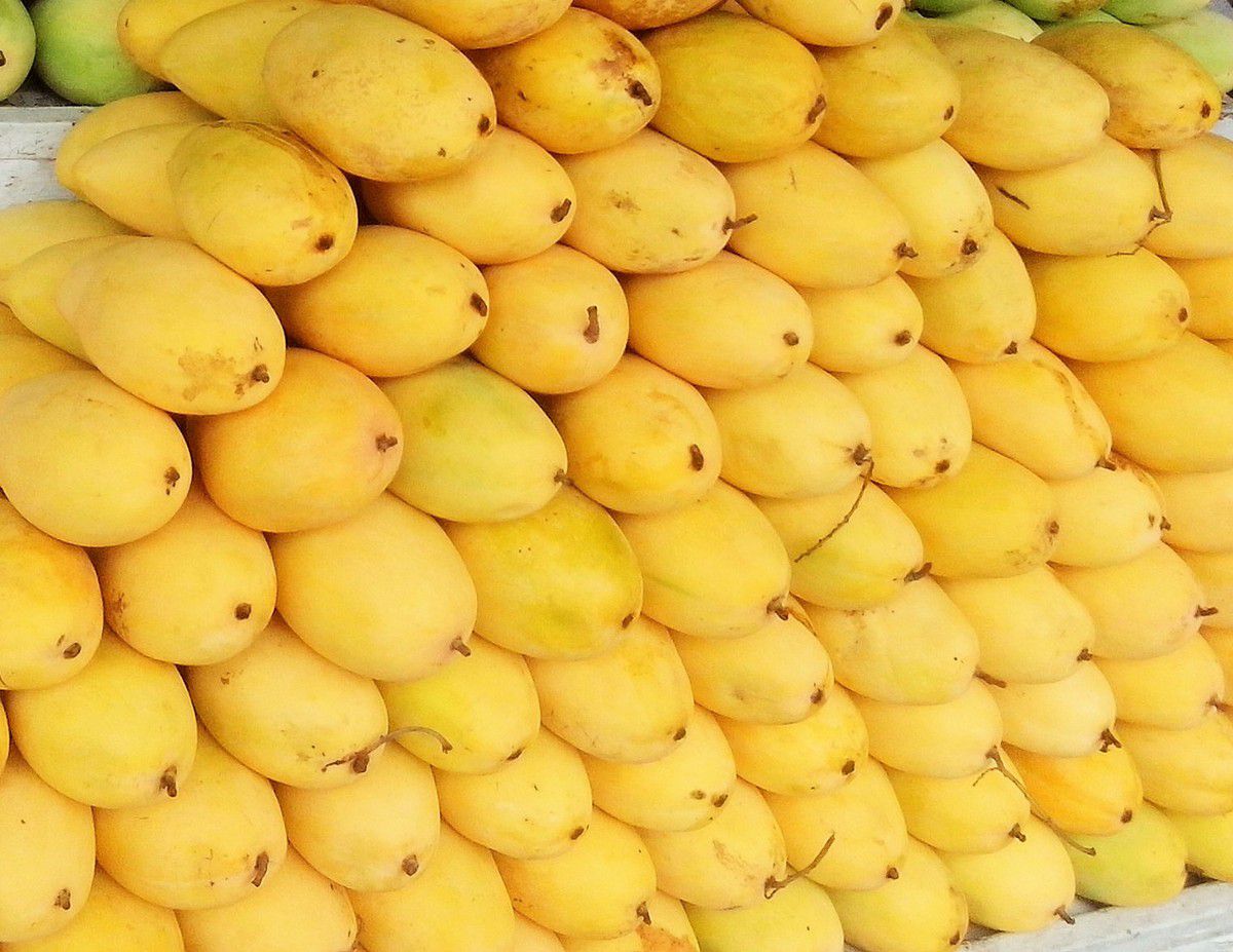 Пакистанское манго